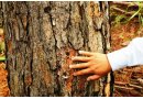 Điều tra vụ bơm thuốc diệt cỏ "đầu độc" hàng trăm cây thông ở Đà Lạt